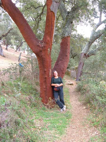 ?image=The Area/corkTrees.jpg