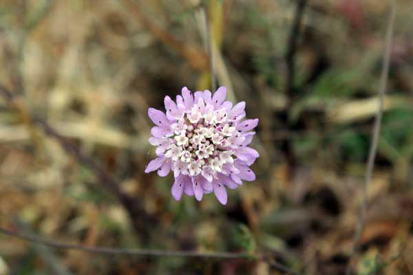 ?image=The Area/flower1.jpg