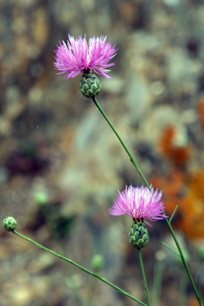 ?image=The Area/flower2.jpg