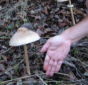 ?image=The Area/mushroom.jpg