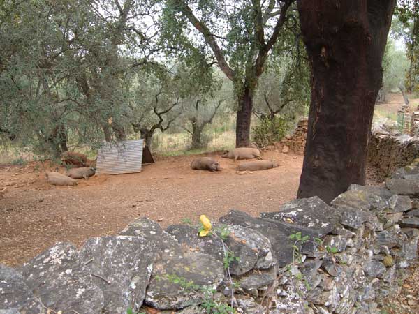 ?image=The Area/pigs.jpg
