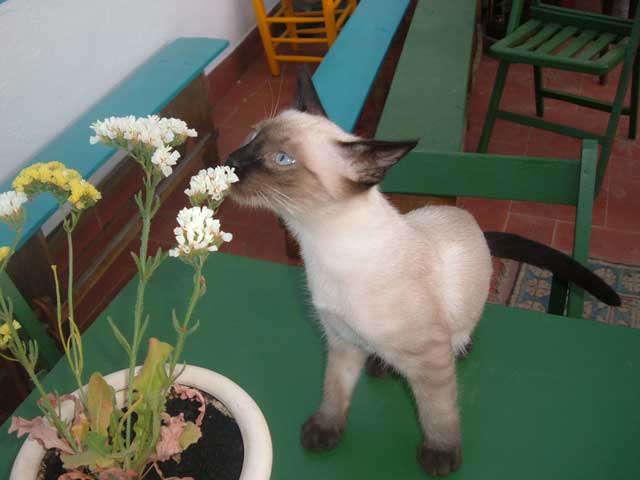 ?image=The Terrace/Oscar.jpg
