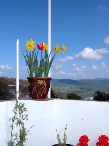 ?image=The Terrace/tulip.jpg